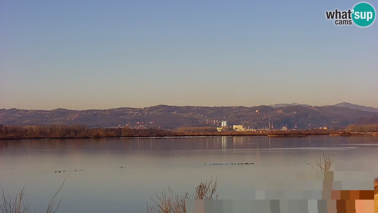 Web kamera uživo Jezero Brežice na rijeci Savi – Slovenija