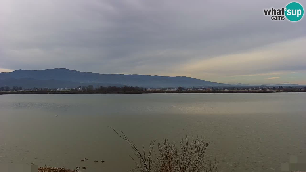 Spletna kamera v živo Brežiško jezero na reki Savi – Slovenija