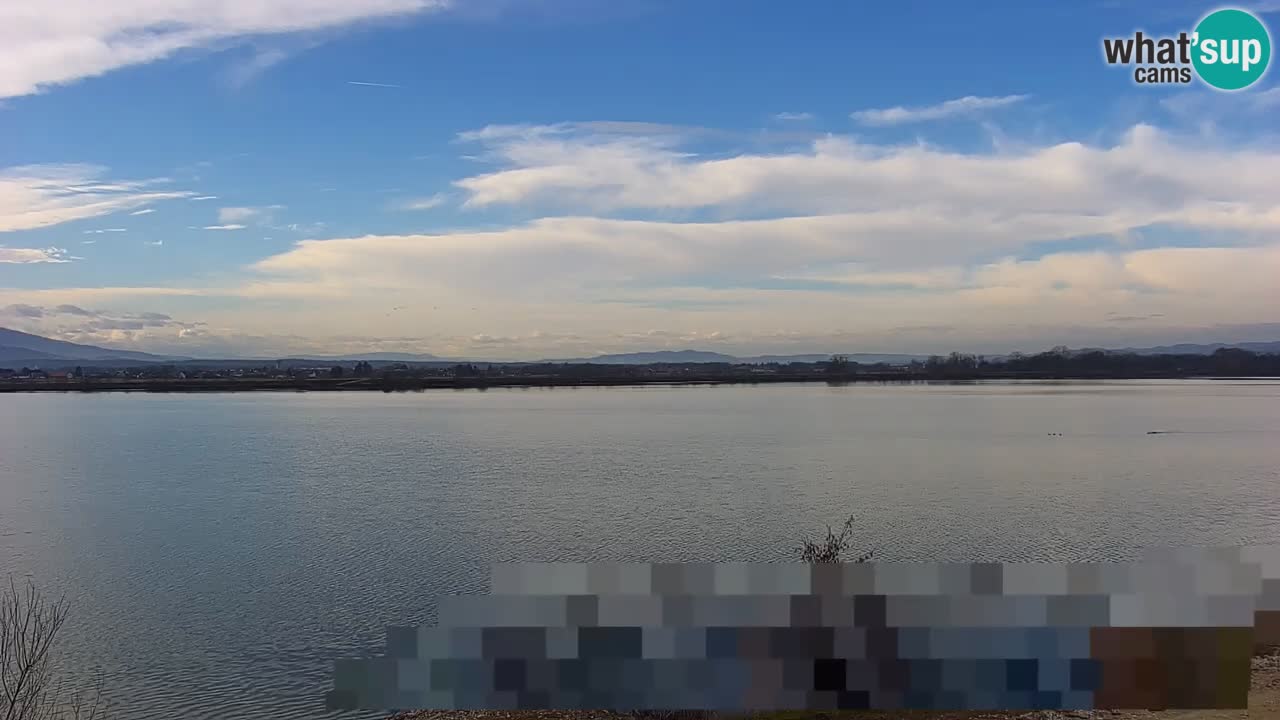 Live Webcam Lago di Brežice sul fiume Sava – Slovenia