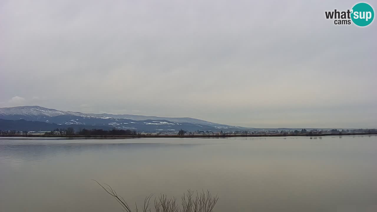 Web kamera uživo Jezero Brežice na rijeci Savi – Slovenija