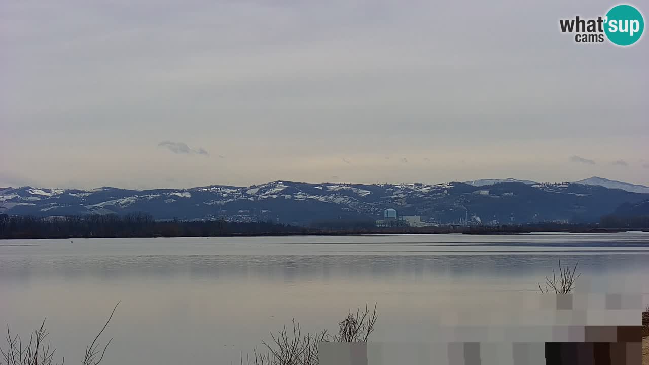 Webcam en direct Lac Brežice sur la rivière Sava – Slovénie