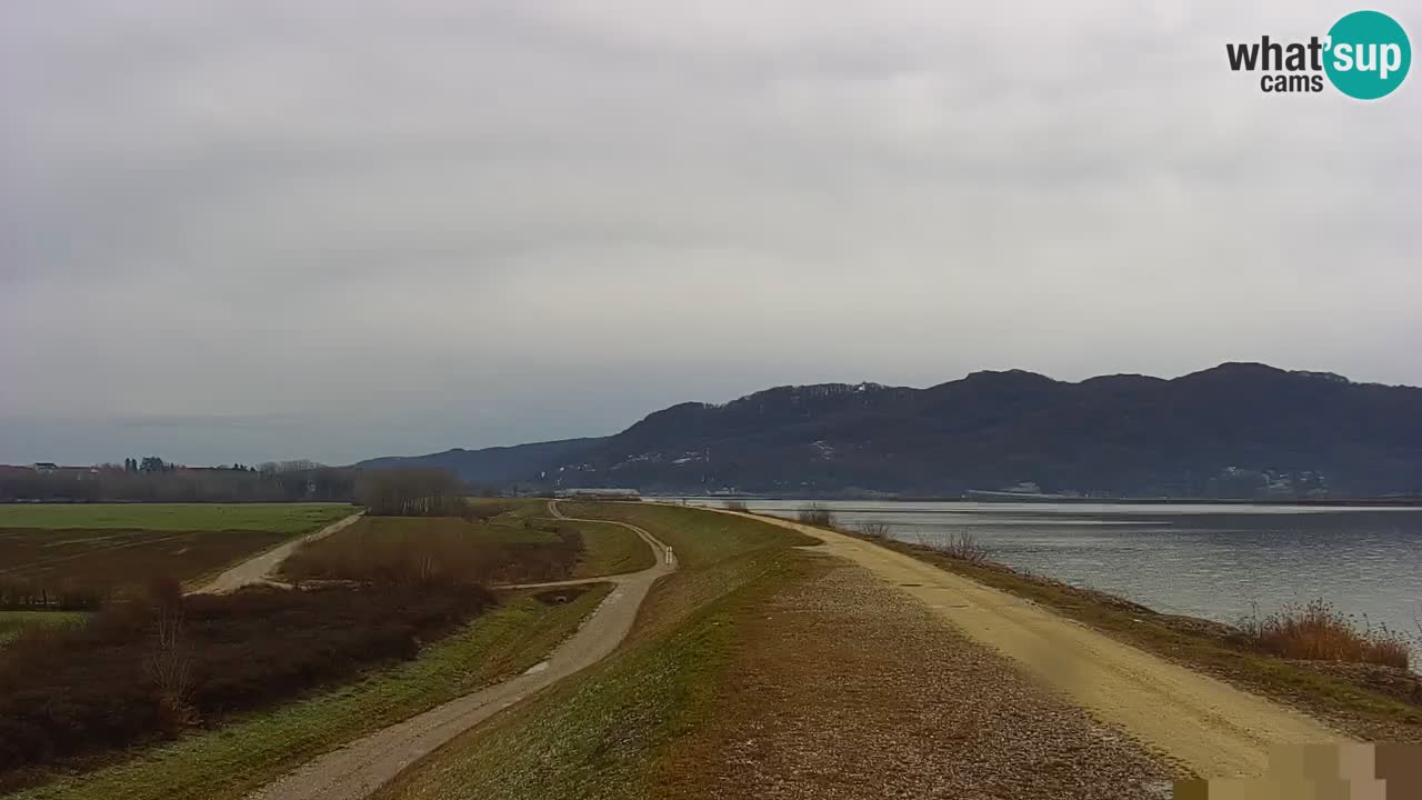 Webcam en direct Lac Brežice sur la rivière Sava – Slovénie