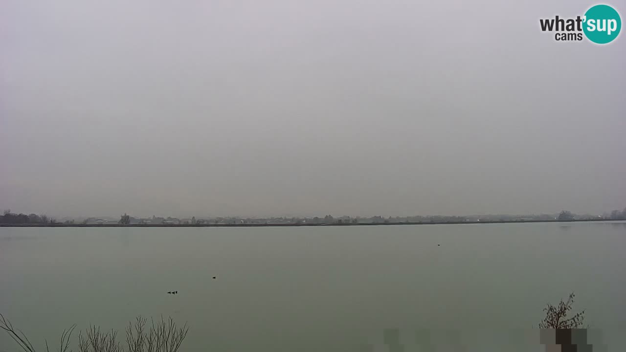 Webcam en direct Lac Brežice sur la rivière Sava – Slovénie