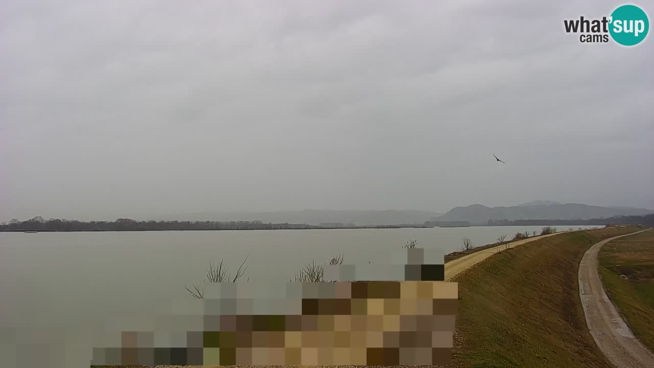 Webcam en direct Lac Brežice sur la rivière Sava – Slovénie