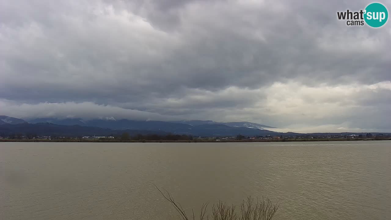 Webcam en vivo lago Brežice en el río Sava – Eslovenia