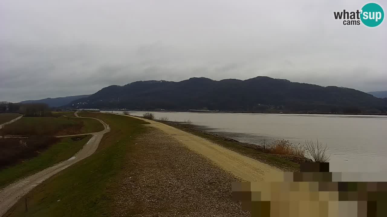 Webcam en vivo lago Brežice en el río Sava – Eslovenia