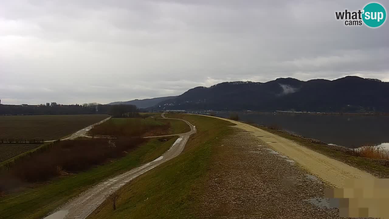 Live Webcam Brežice lake on Sava river – Slovenia