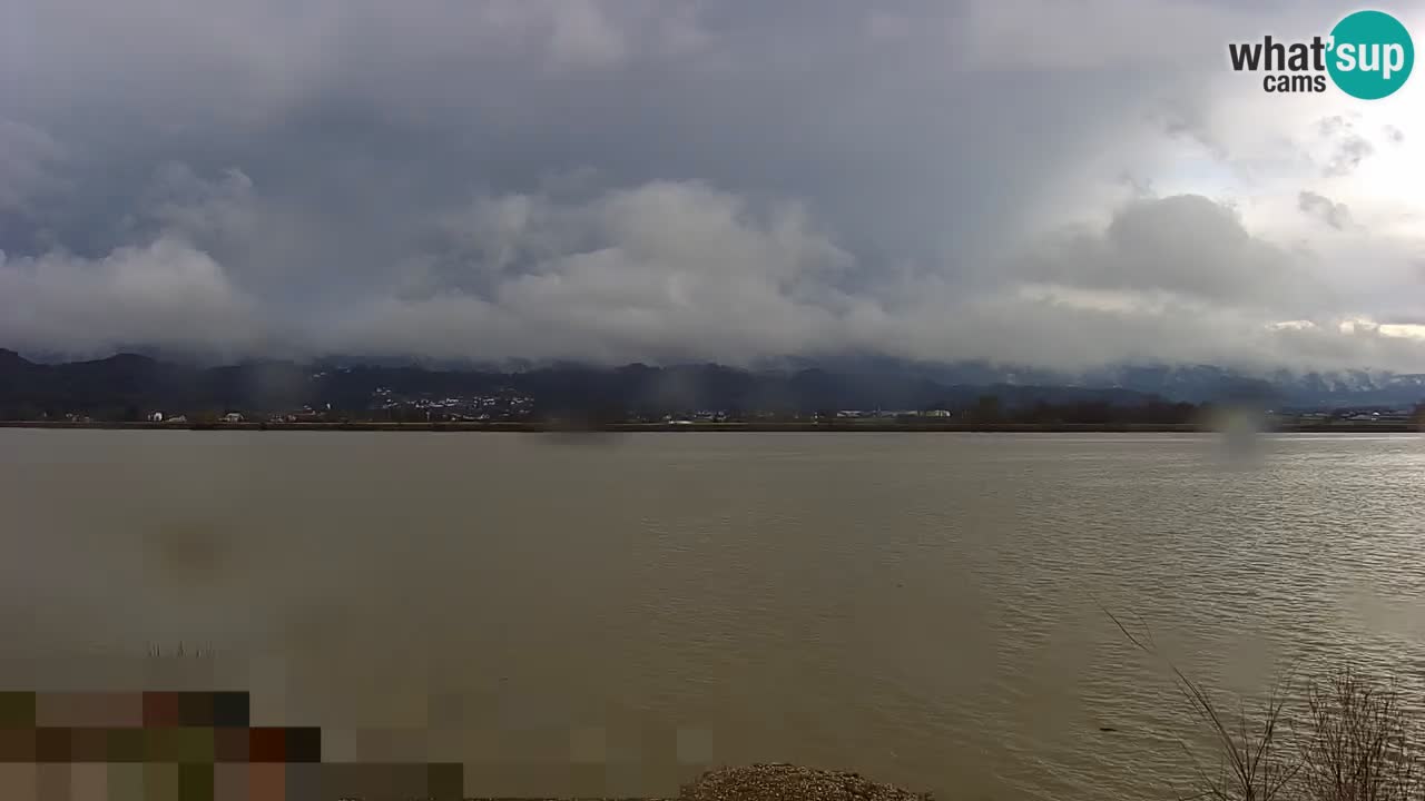 Webcam en direct Lac Brežice sur la rivière Sava – Slovénie