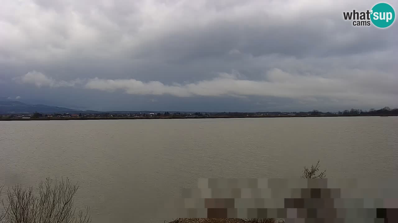 Webcam en direct Lac Brežice sur la rivière Sava – Slovénie