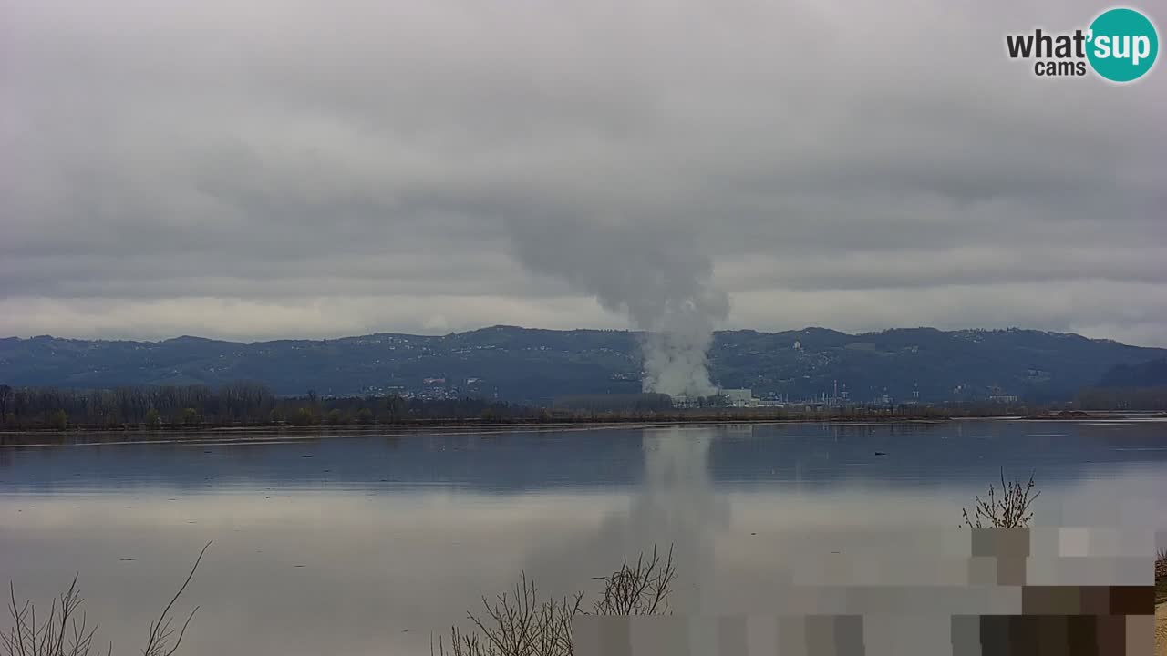 Live Webcam Lago di Brežice sul fiume Sava – Slovenia