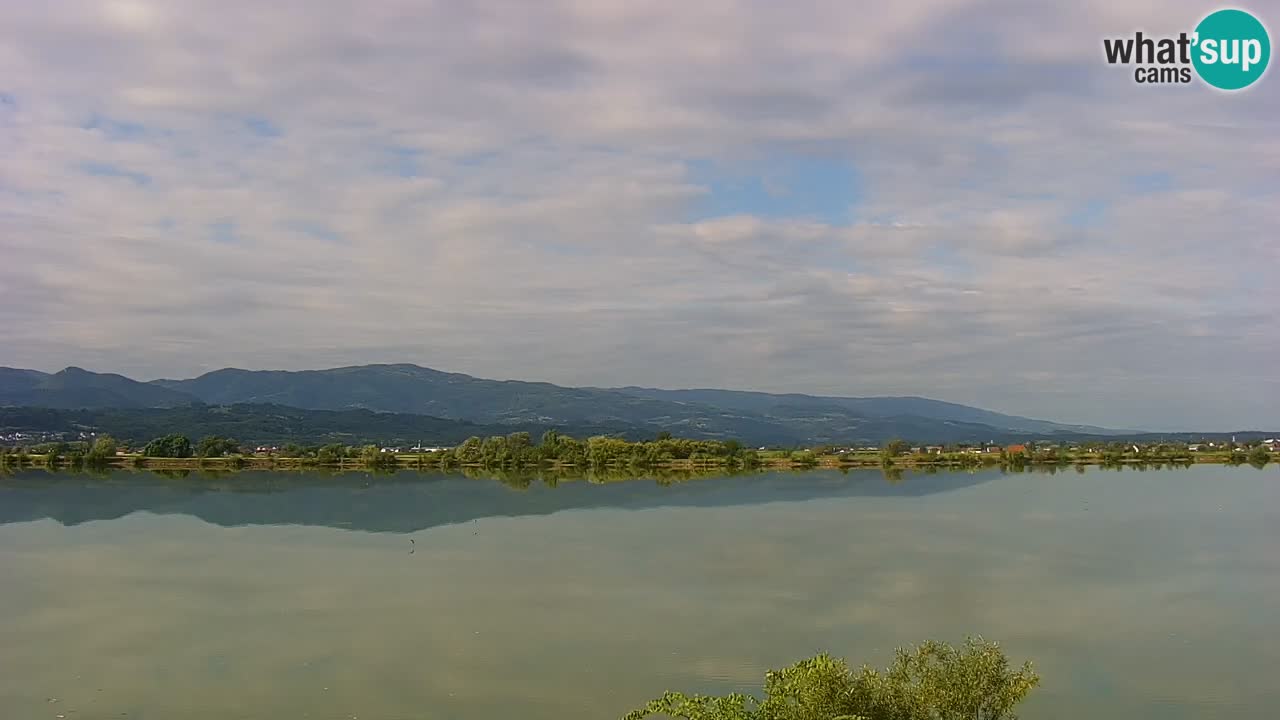 Web kamera uživo Jezero Brežice na rijeci Savi – Slovenija