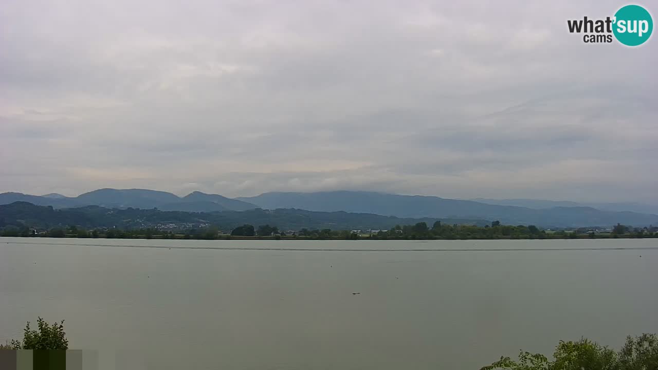 Spletna kamera v živo Brežiško jezero na reki Savi – Slovenija