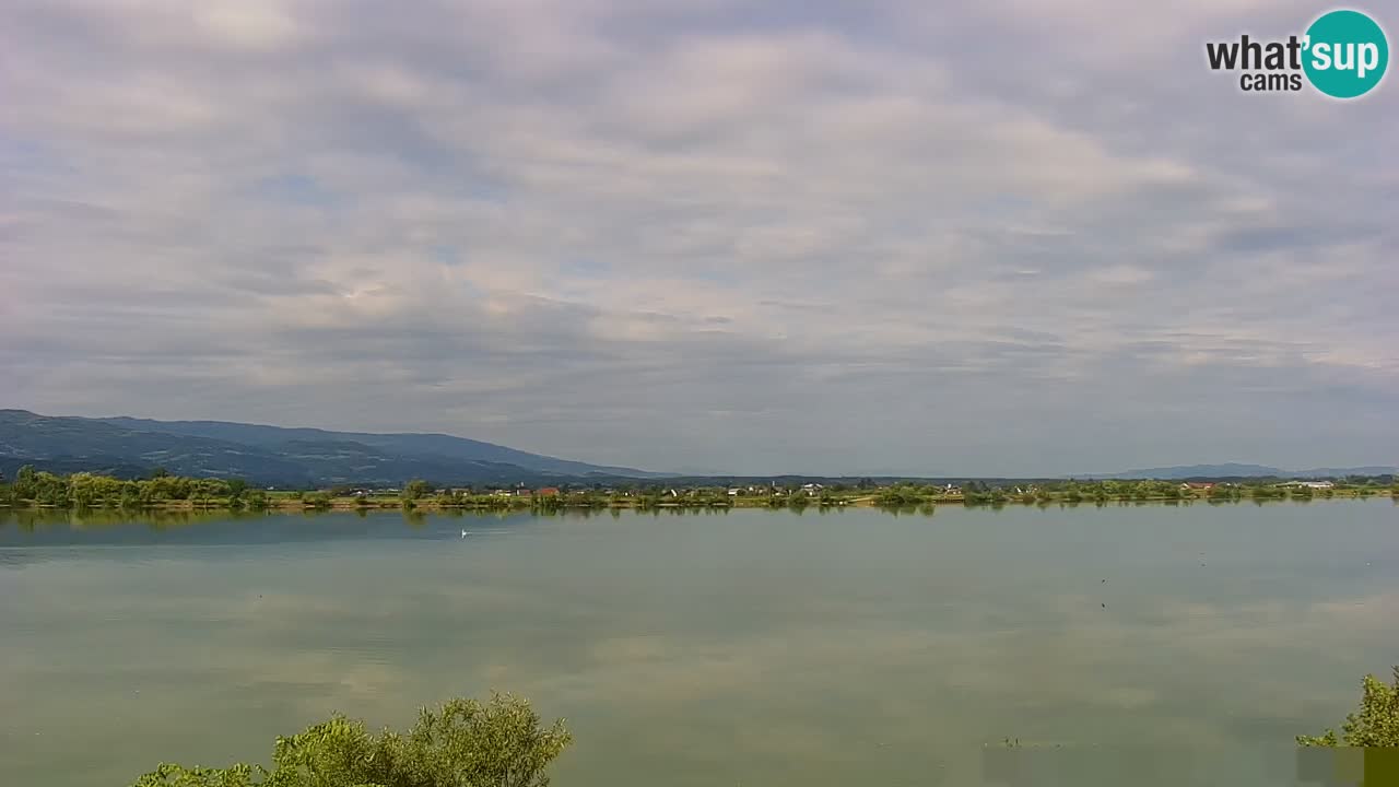Live Webcam Brežice See am Fluss Sava – Slowenien