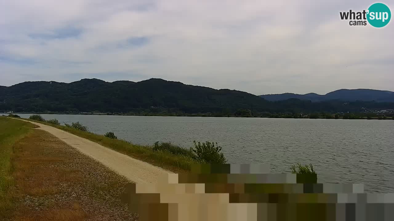Live Webcam Lago di Brežice sul fiume Sava – Slovenia