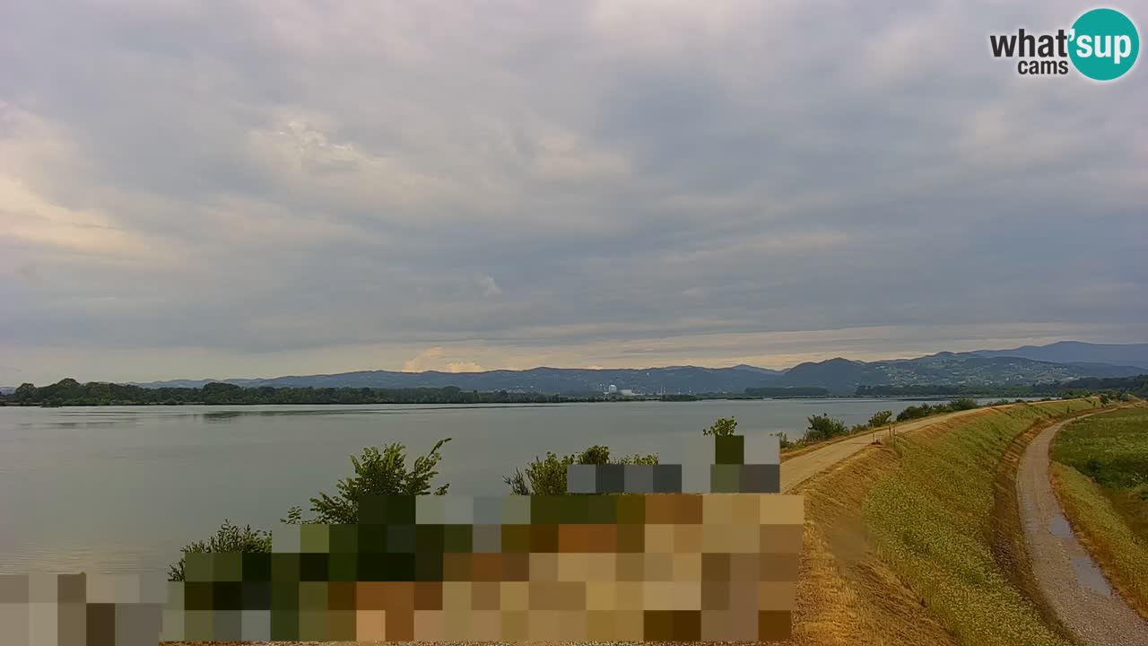 Webcam en direct Lac Brežice sur la rivière Sava – Slovénie
