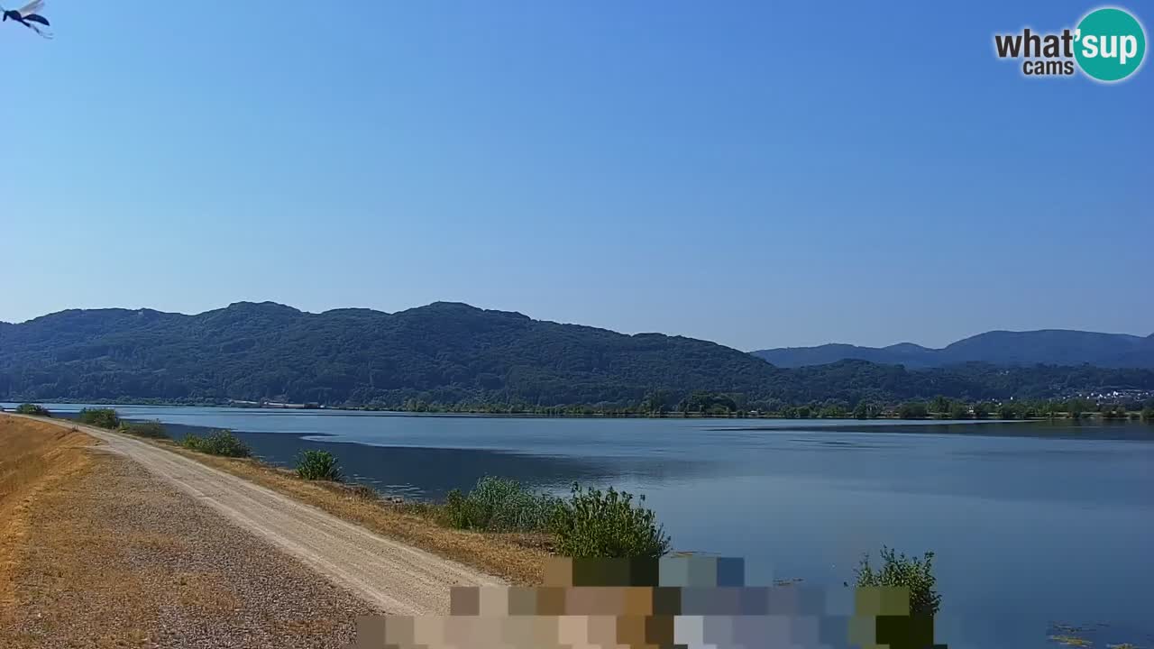 Spletna kamera v živo Brežiško jezero na reki Savi – Slovenija