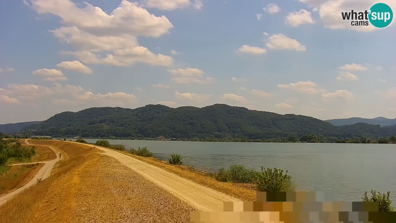 Webcam en direct Lac Brežice sur la rivière Sava – Slovénie