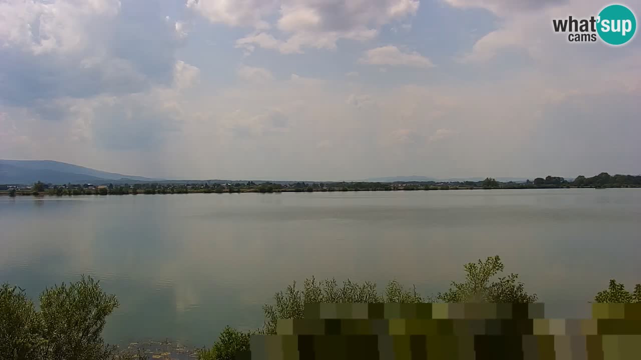 Web kamera uživo Jezero Brežice na rijeci Savi – Slovenija