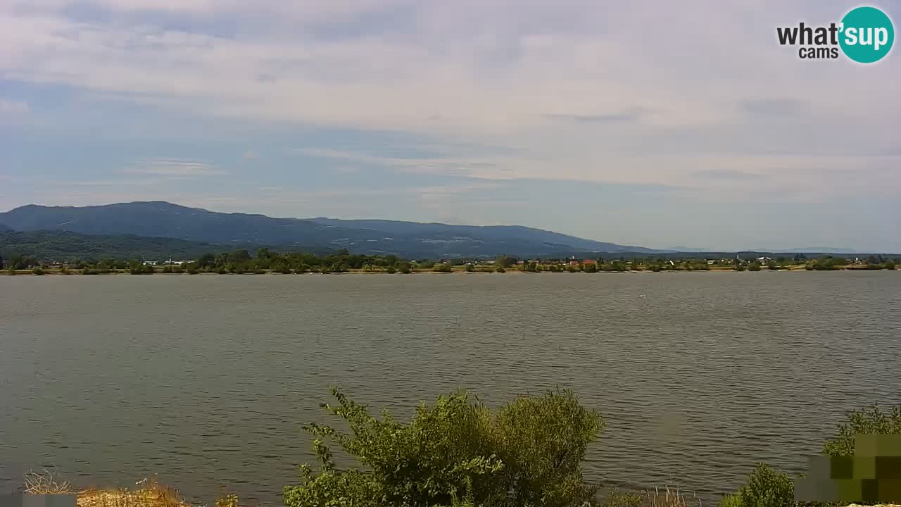 Webcam en direct Lac Brežice sur la rivière Sava – Slovénie