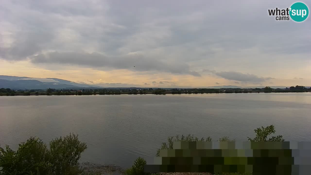 Webcam en direct Lac Brežice sur la rivière Sava – Slovénie