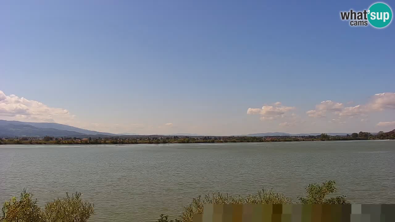 Live Webcam Brežice lake on Sava river – Slovenia