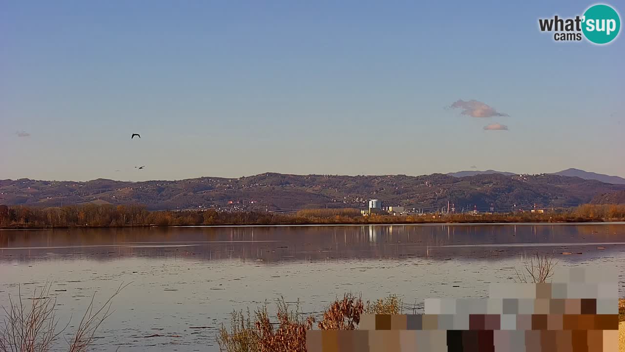 Webcam en direct Lac Brežice sur la rivière Sava – Slovénie