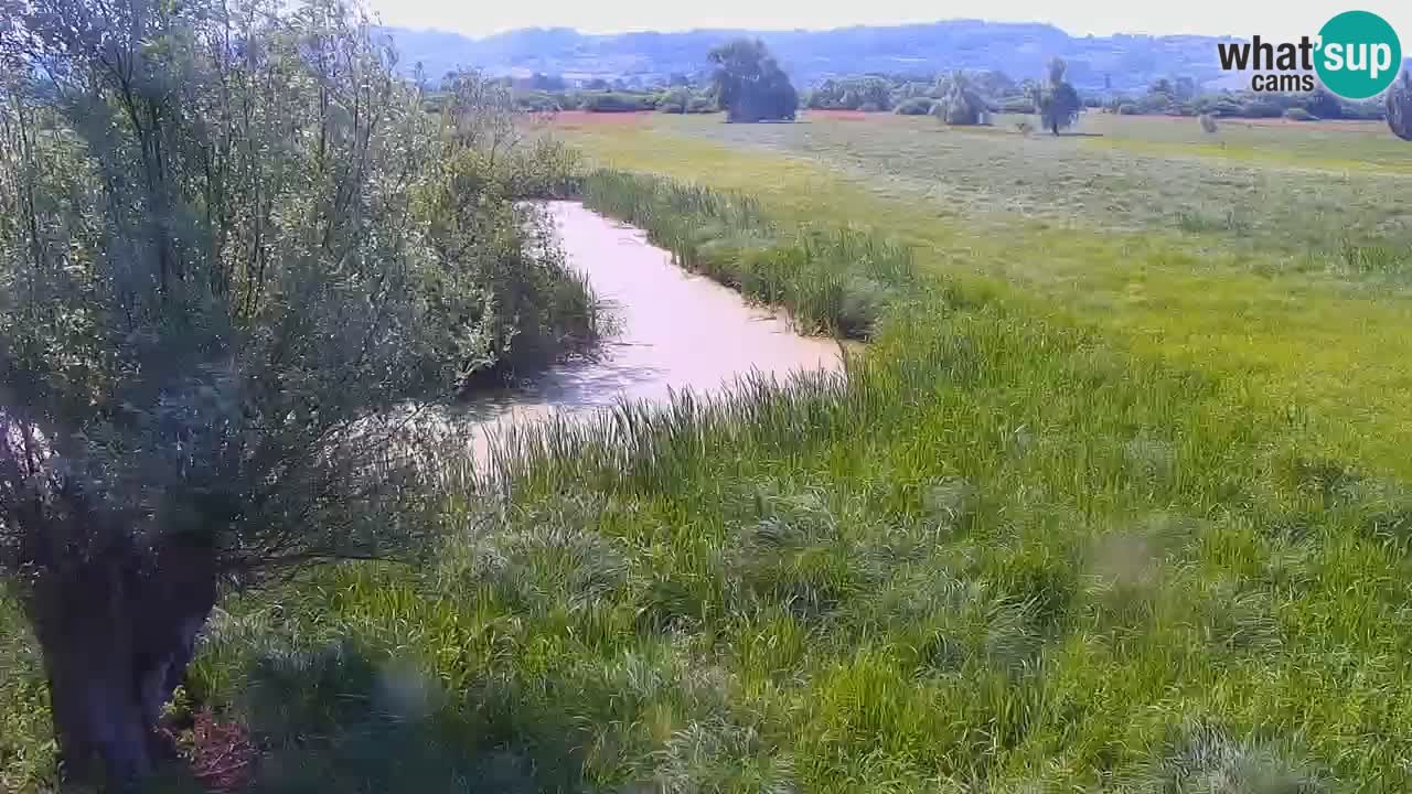 Live Webcam Naturpark Jovsi – Brežice – Slowenien