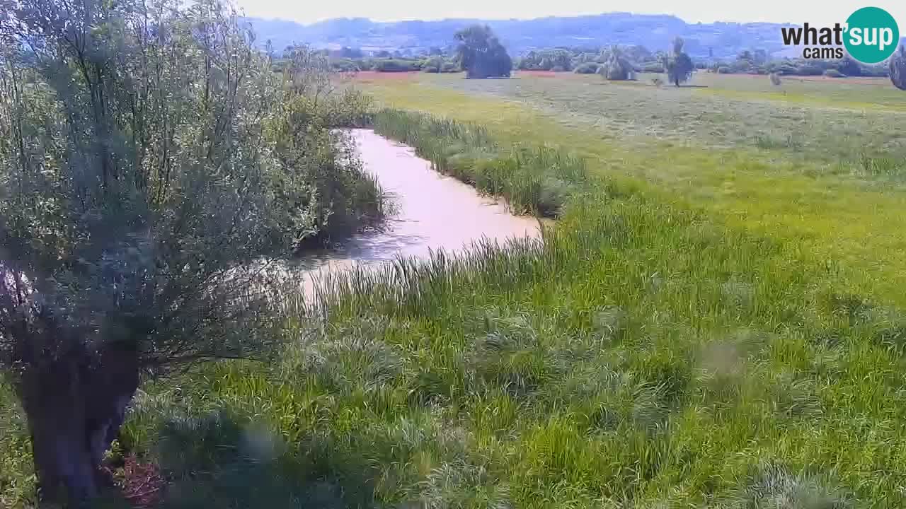 Cámara web en vivo Parque natural de Jovsi – Brežice – Eslovenia