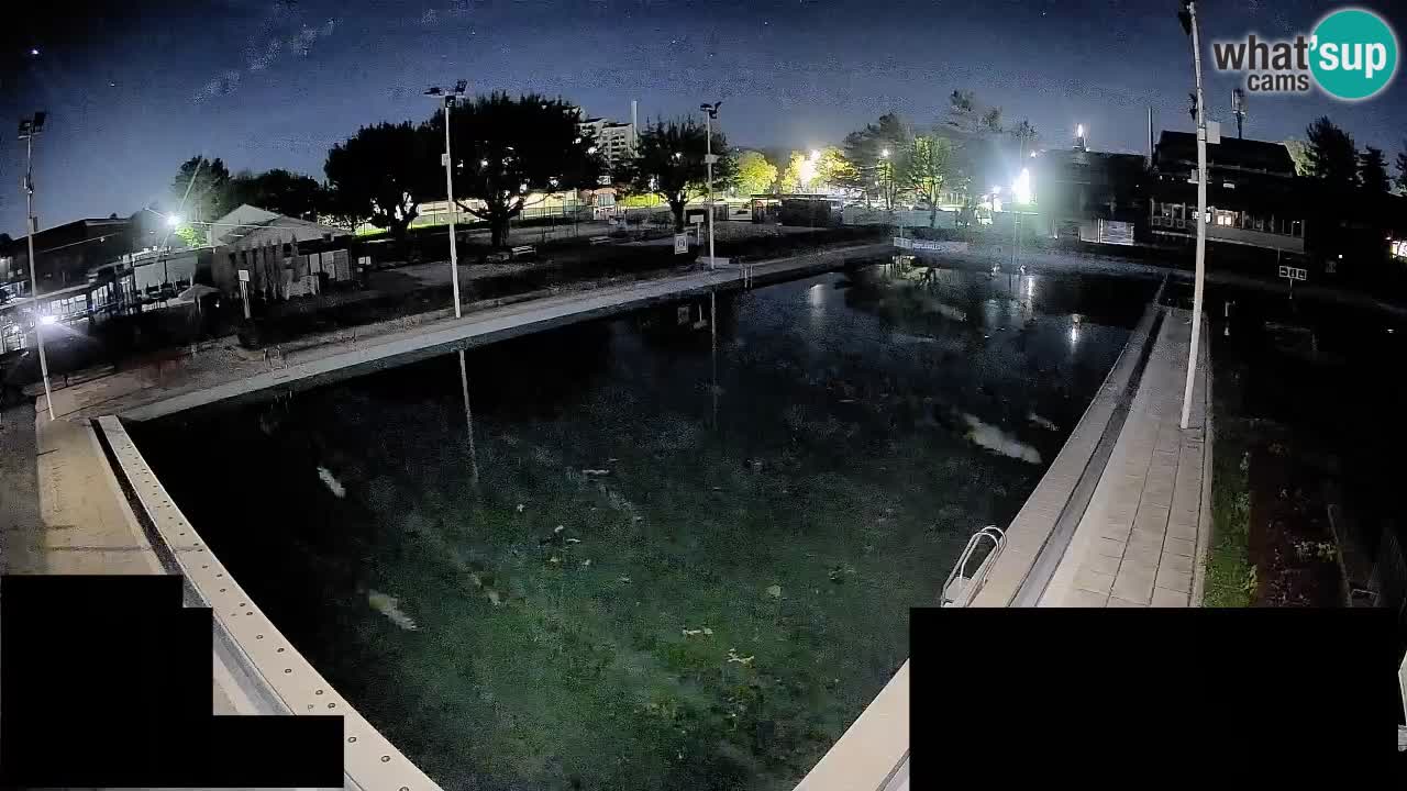 Webcam Celje – Main swimming pool