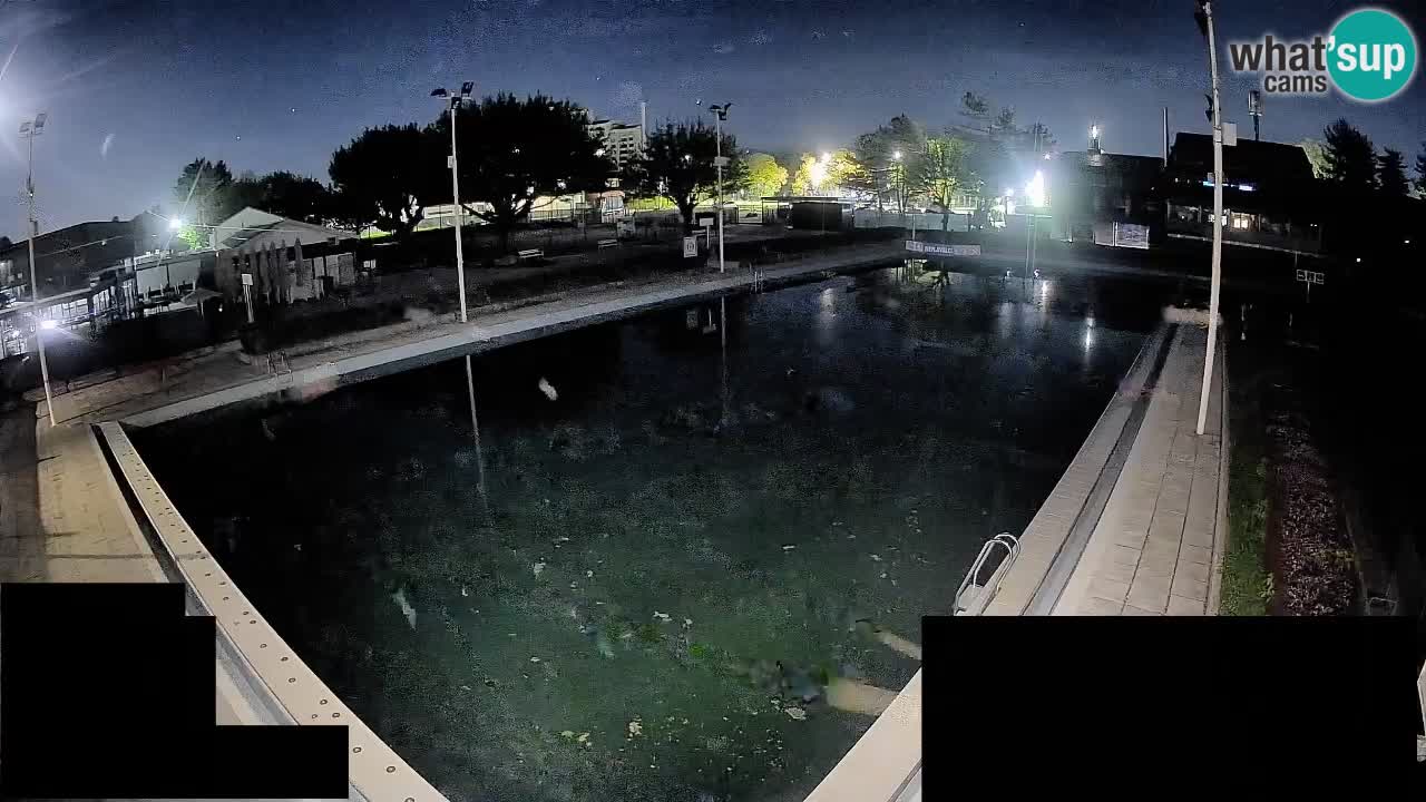 LiveCam Celje – Piscina principale