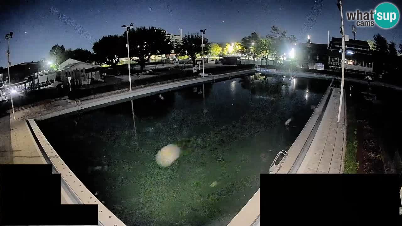 Cámara web Celje – Piscina principal