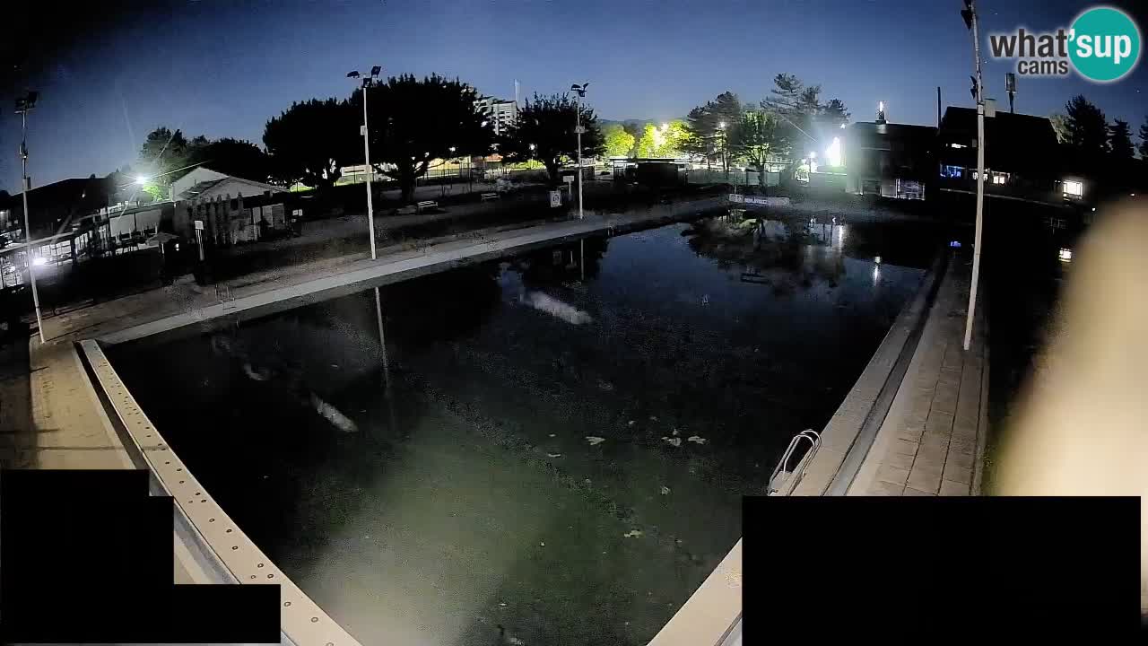 Webcam Celje – Main swimming pool