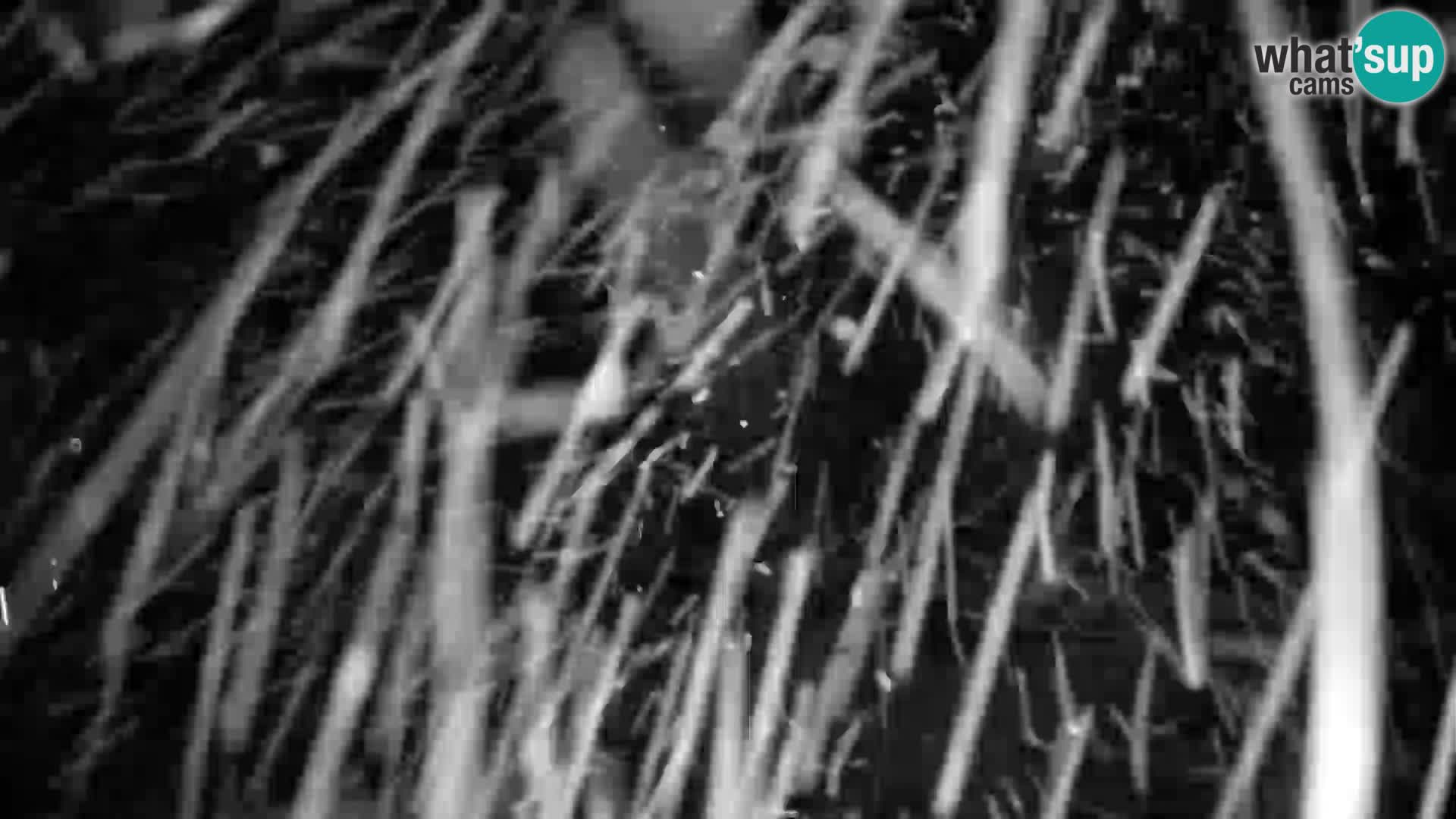 Celjska Koča – vue de l’hôtel