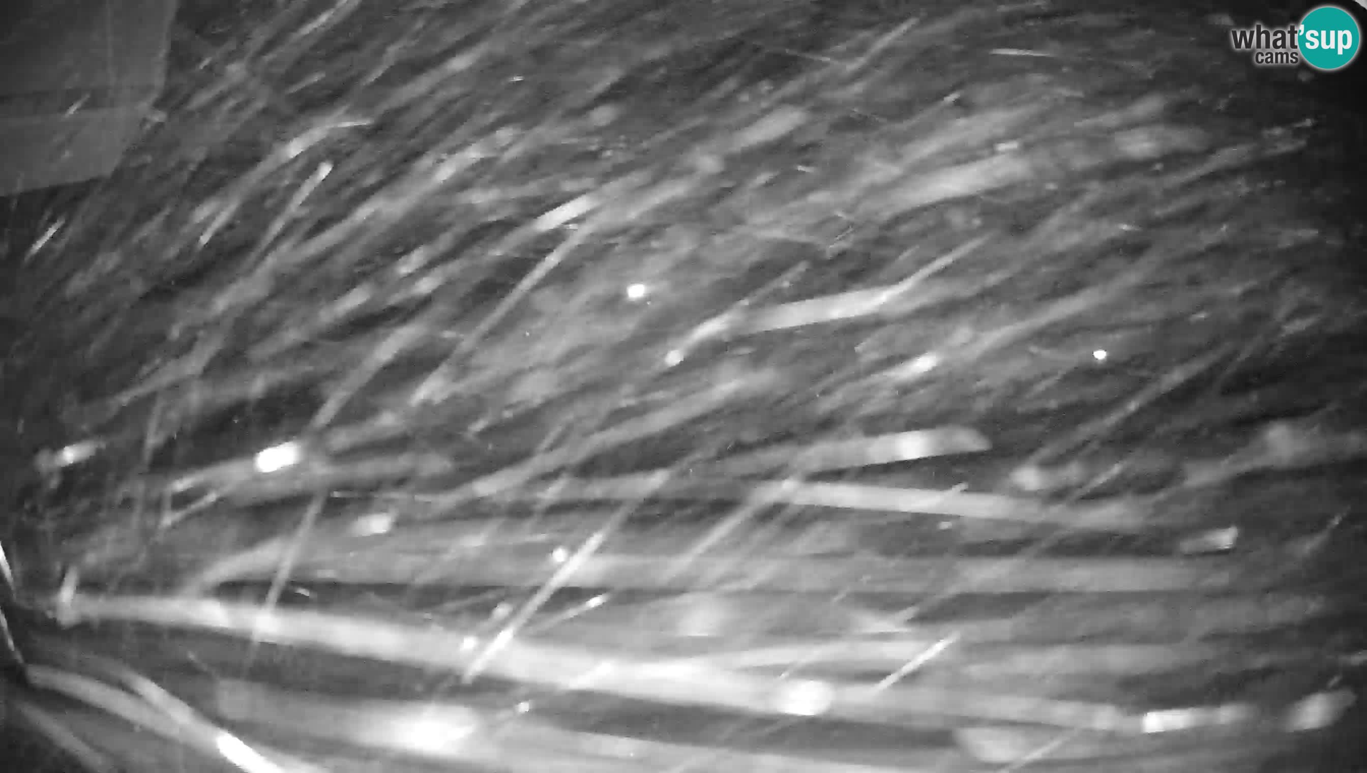 Ski Cerkno webcam Lom – Slovenia