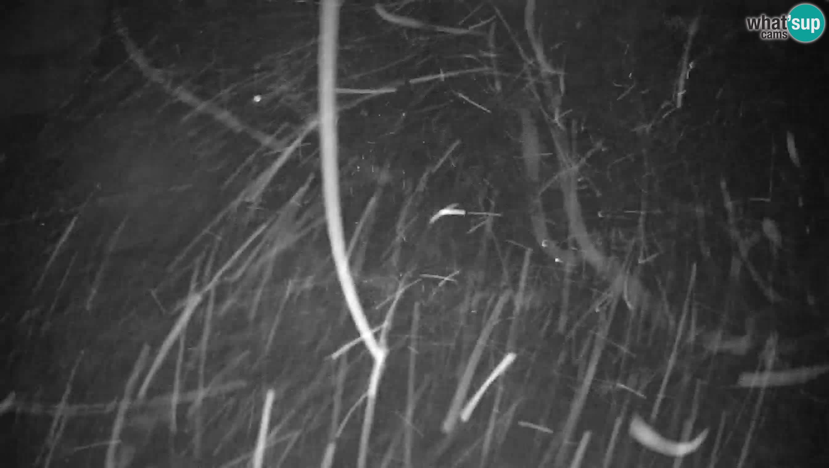 Ski Cerkno webcam Lom – Slovenia