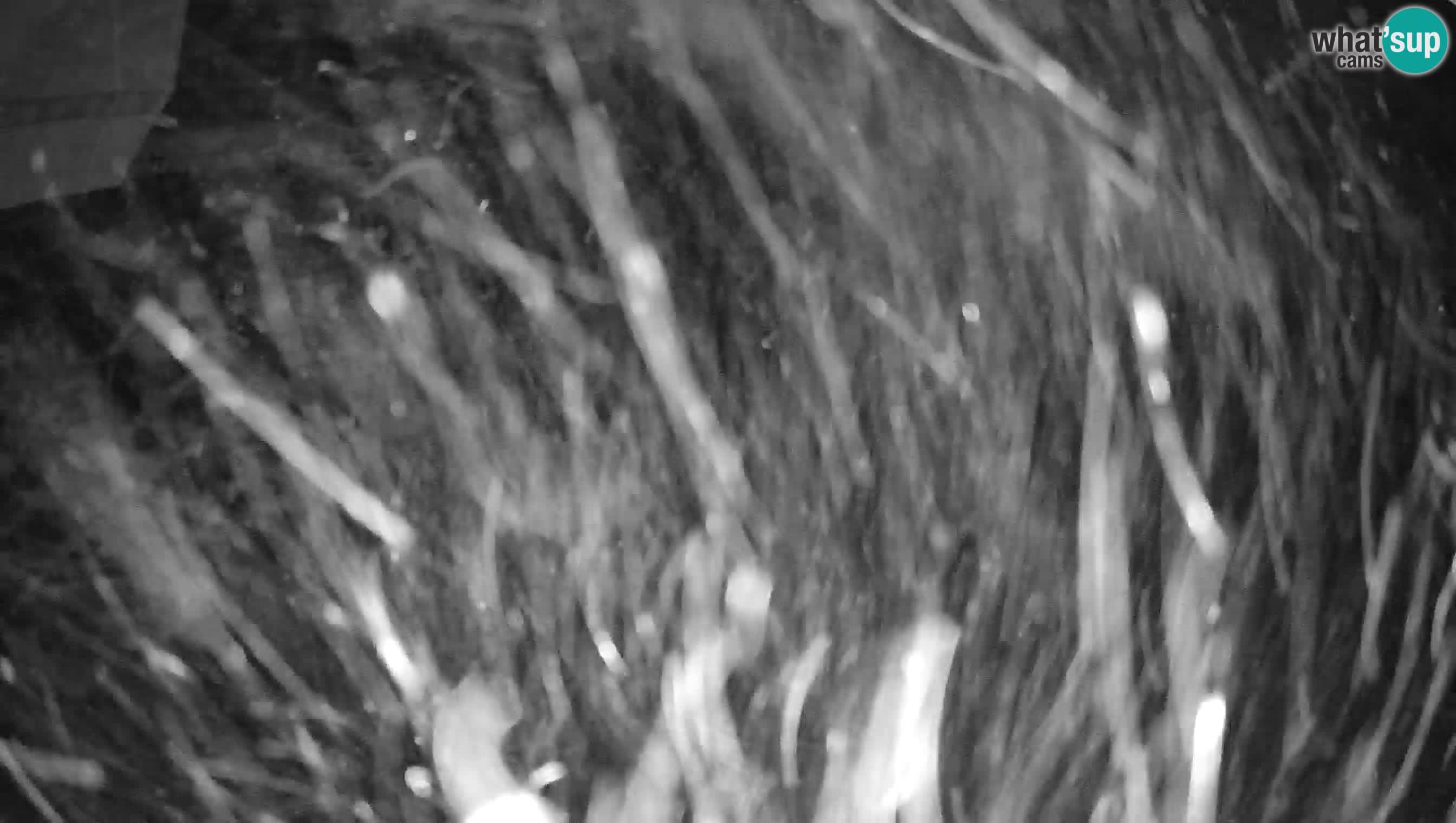 Cámara en vivo Estación de esquí de Cerkno Lom – Eslovenia