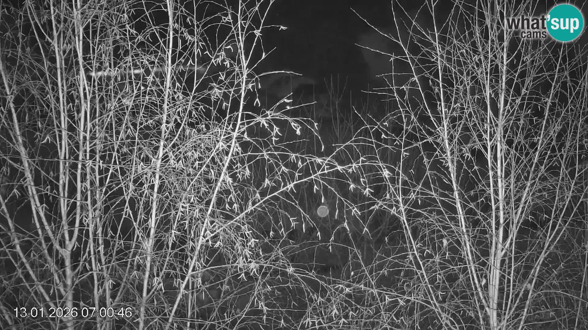 Piste de ski Črna na Koroška | Carinthie | Slovénie