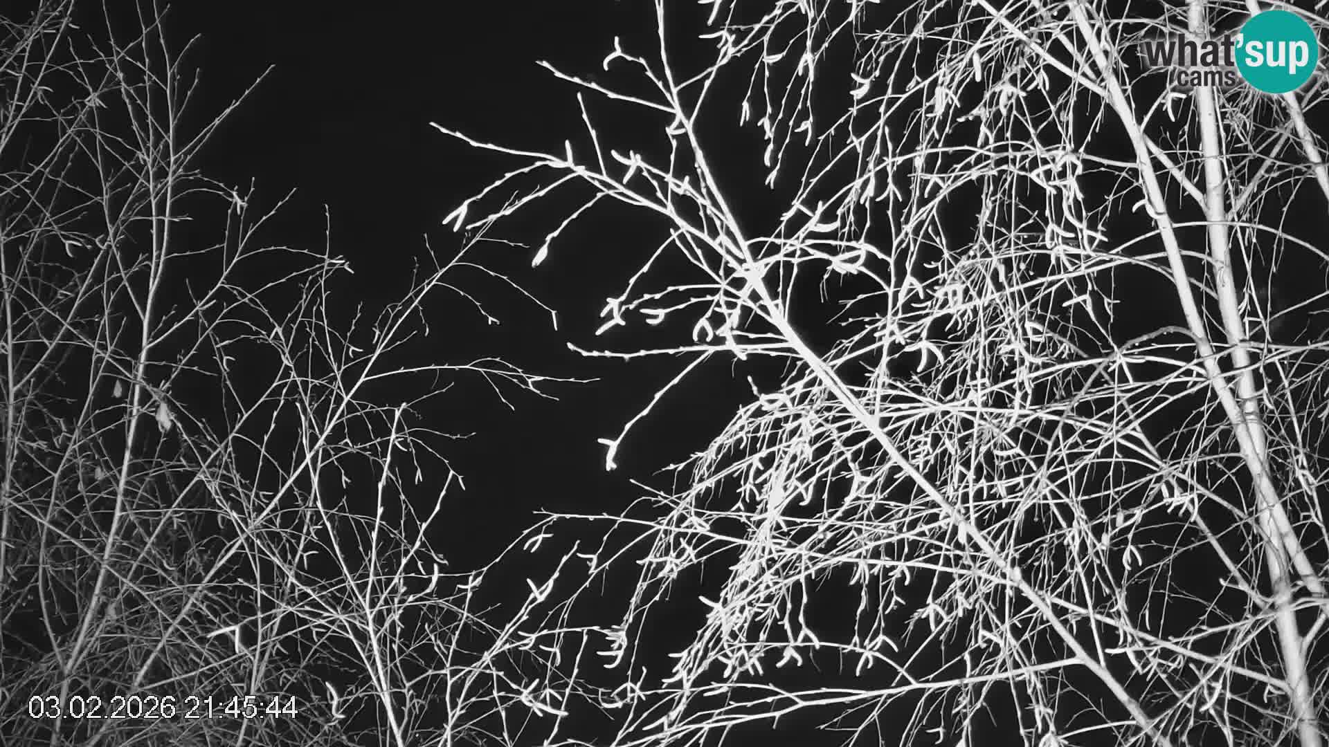 Piste de ski Črna na Koroška | Carinthie | Slovénie