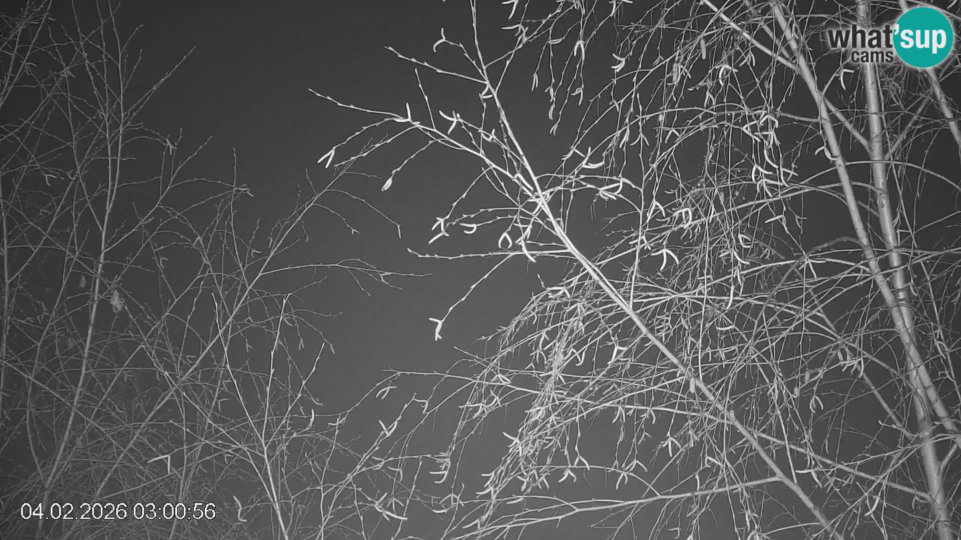 Piste de ski Črna na Koroška | Carinthie | Slovénie