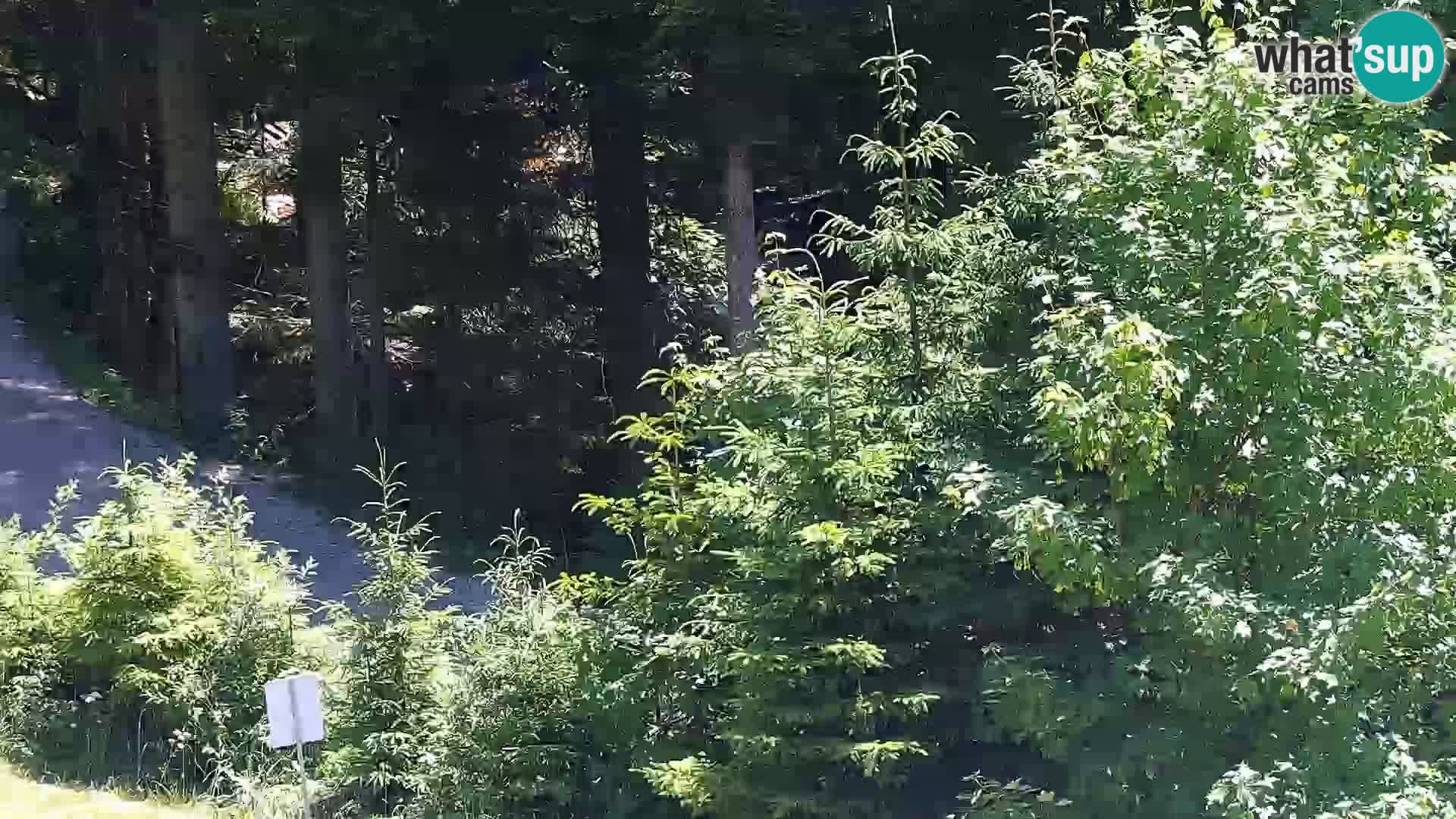 Webcam Rogla Wohnungen Dandi – Jurgovo