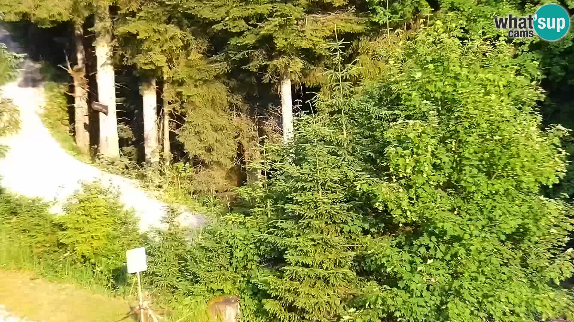 Spletna kamera Rogla apartmaji Dandi – Jurgovo