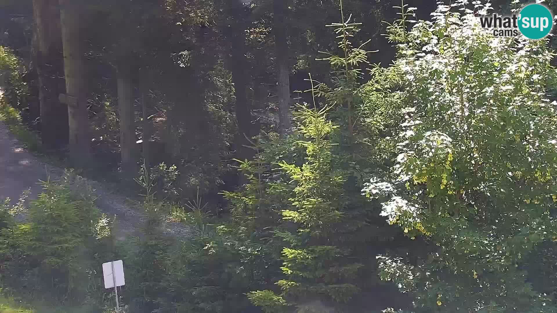 Camera en vivo Rogla appartamentos Dandi – Jurgovo