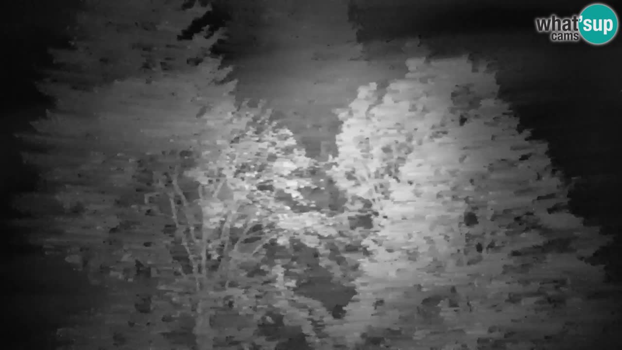 Webcam Lukanja – Pohorje houses a Water village