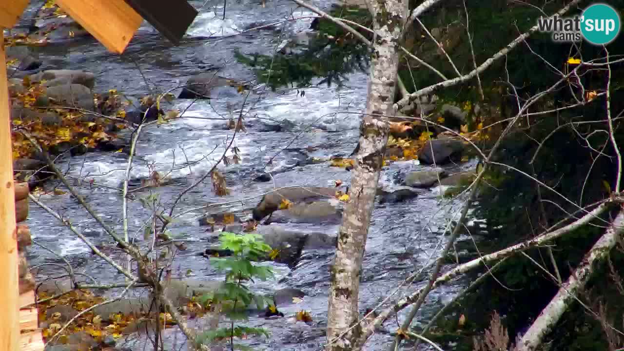 Webcam Lukanja – Water Village | Pohorje Houses