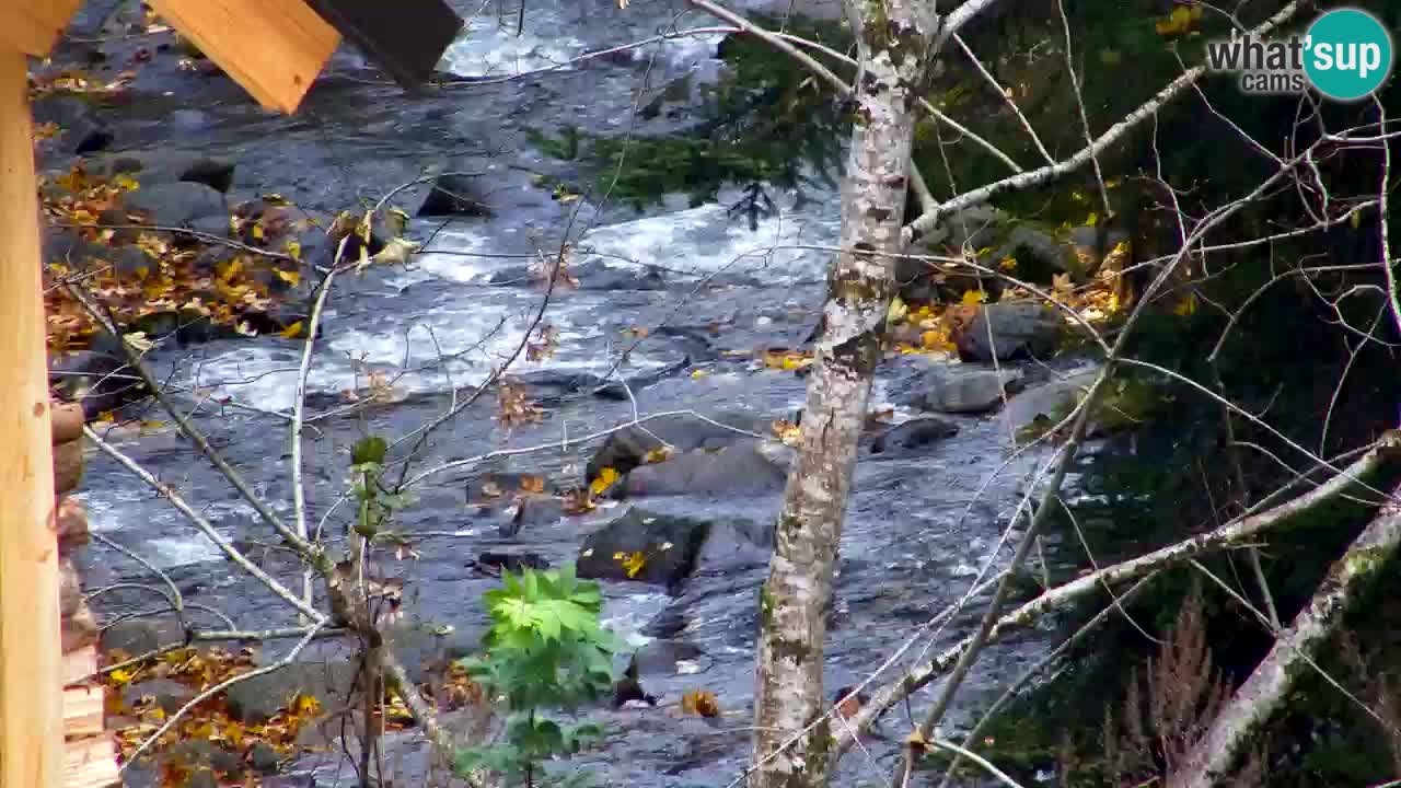 Webcam Lukanja – Water Village | Pohorje Houses