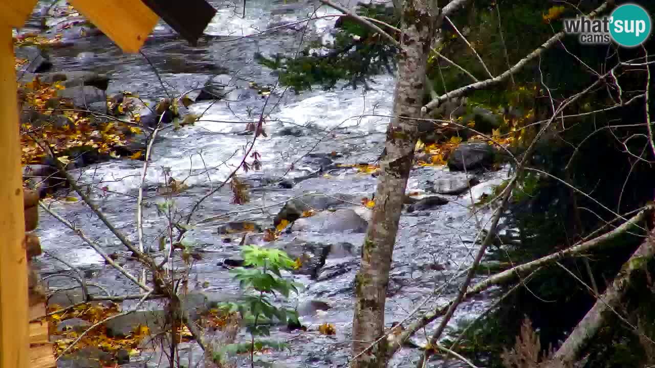 Spletna kamera Lukanja – Water Village | Pohorje Houses