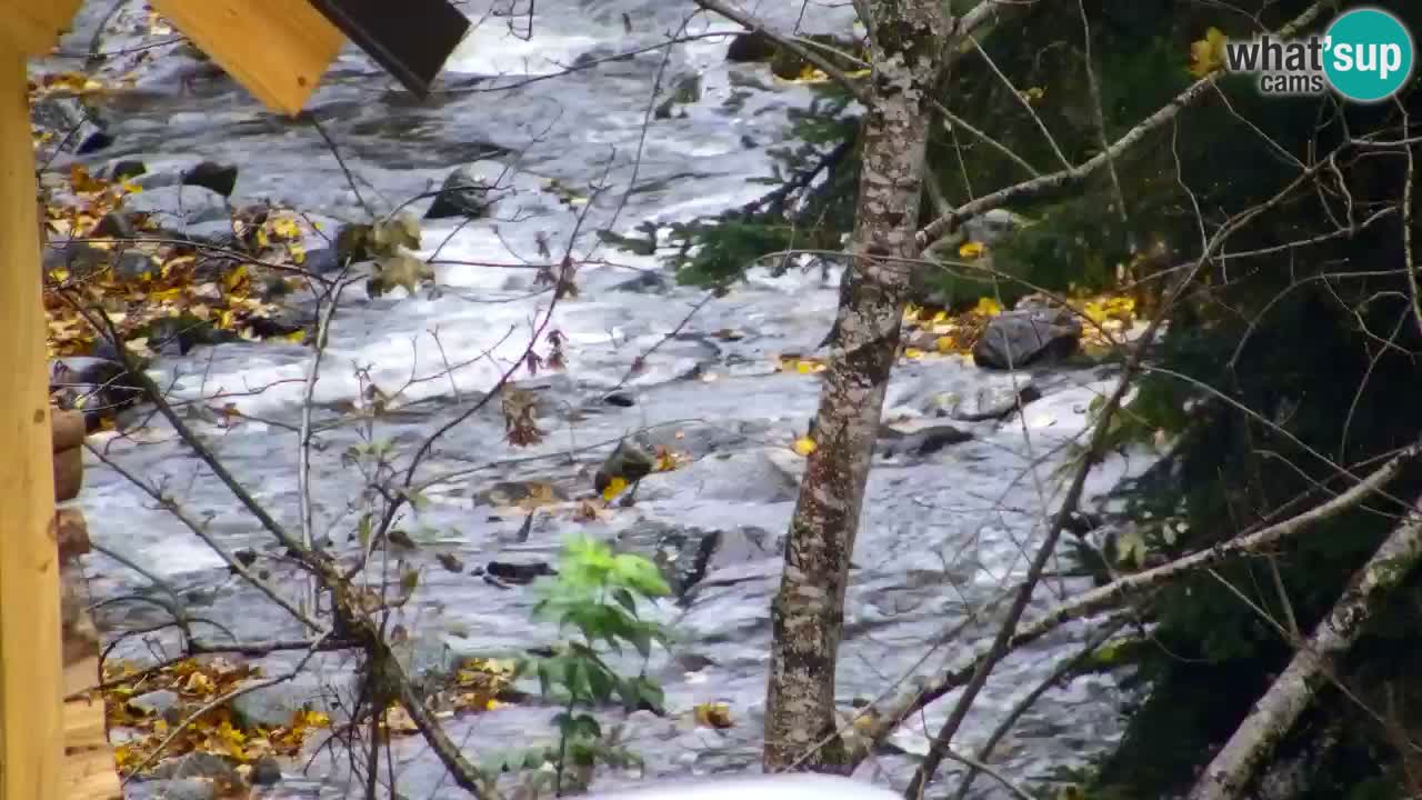 Webcam Lukanja – Water Village | Pohorje Houses