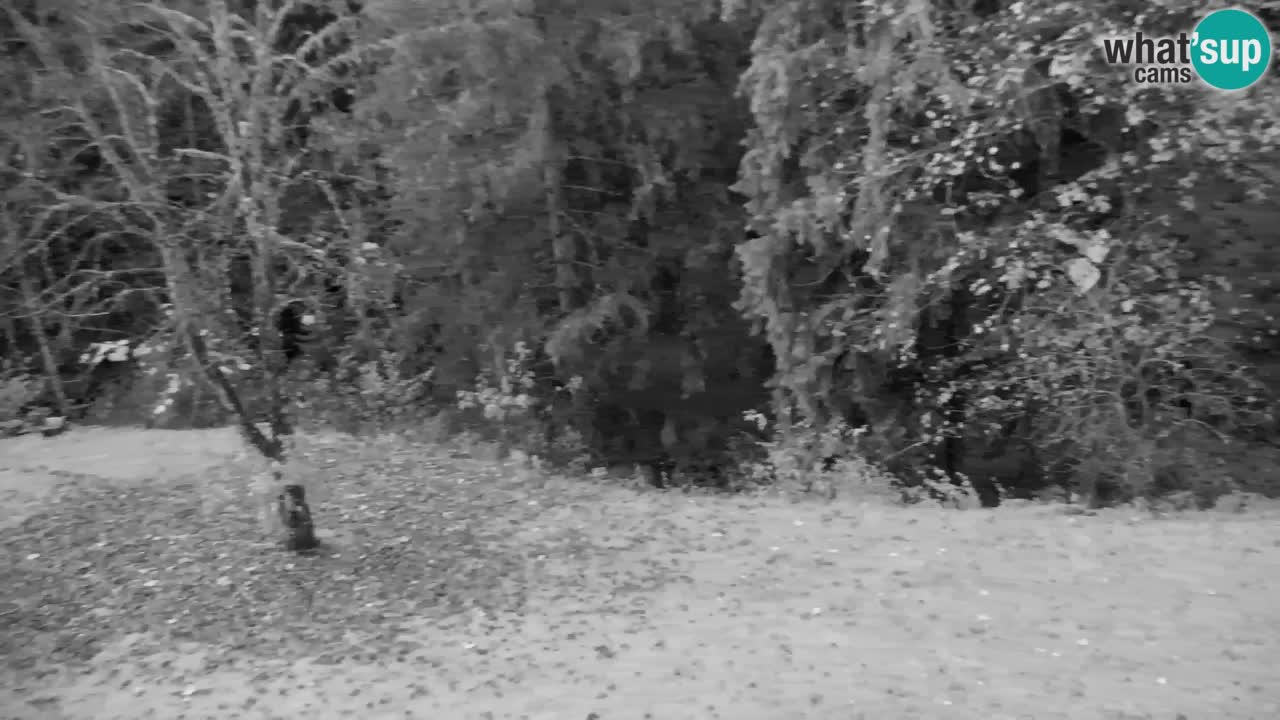 Webcam Lukanja – Pohorje houses a Water village