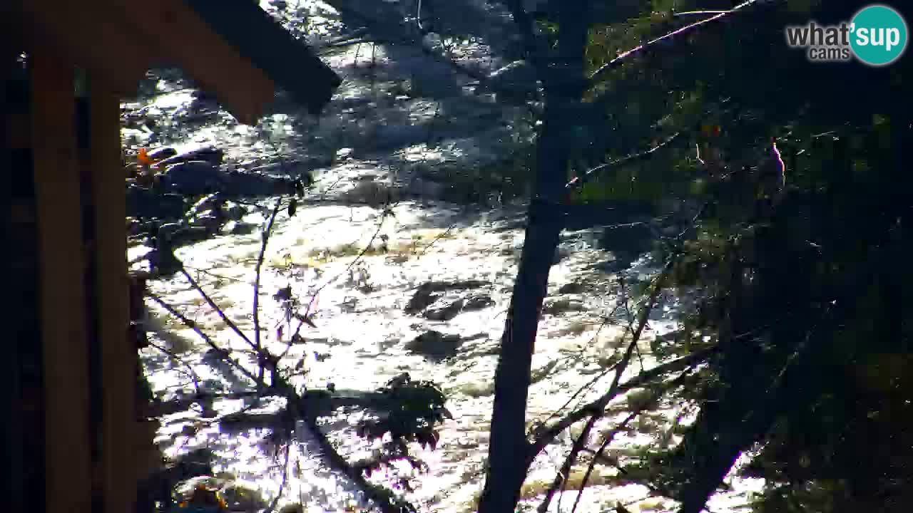 Webcam Lukanja – Water Village | Pohorje Houses