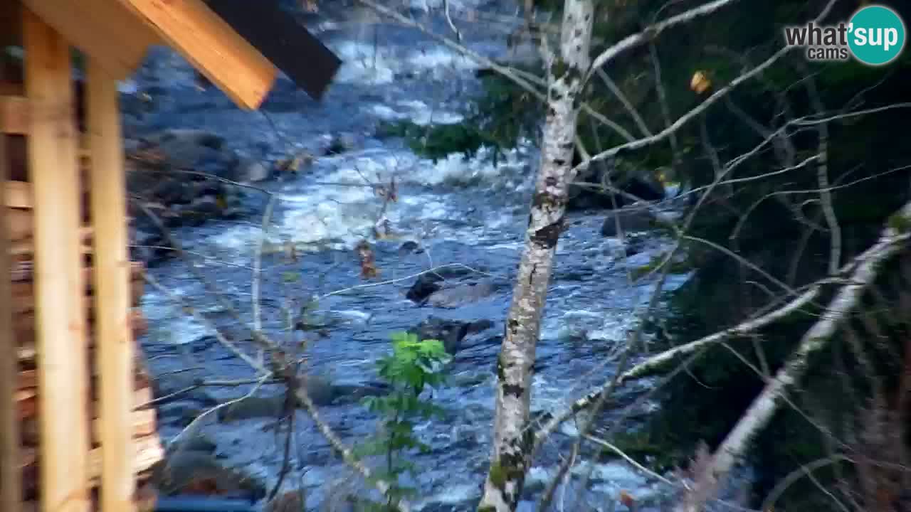 Webcam Lukanja – Water Village | Pohorje Houses